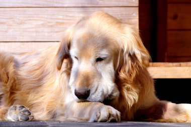 Güzel Golden Retriever