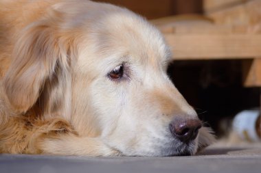 Güzel Golden Retriever