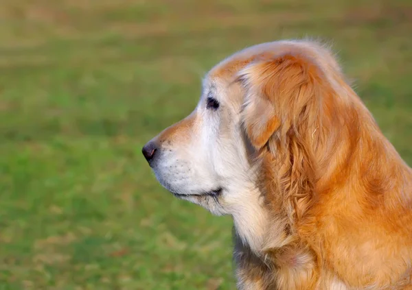 Güzel Golden Retriever