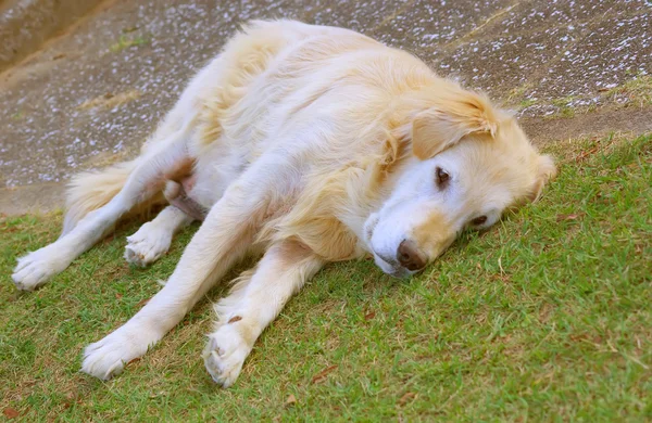 Lovely Golden Retriever — Stock Photo, Image