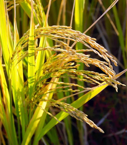 Riz à, Miyazaki Japon — Photo