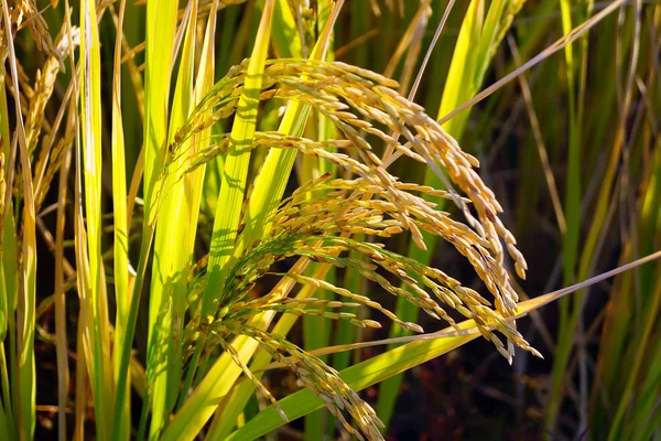 Riz à, Miyazaki Japon — Photo