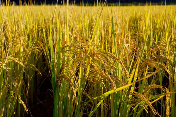 Riz à, Miyazaki Japon — Photo