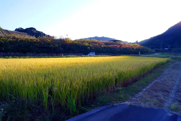 Reisfeld in, miyazaki japan — Stockfoto