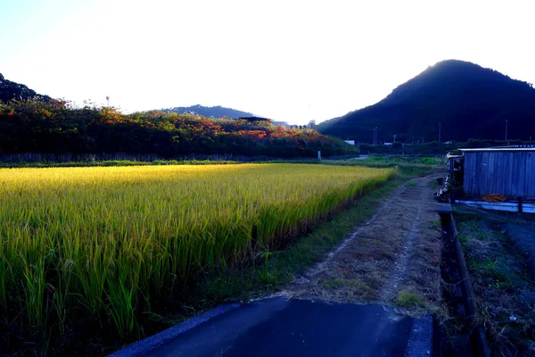 Campo de arroz en, Miyazaki Japón —  Fotos de Stock