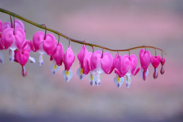 日本花园中的心花流血 — 图库照片