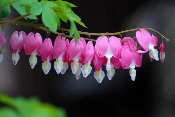 Sangramento Flor do coração no jardim japonês — Fotografia de Stock