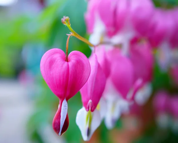 Sangrado flor del corazón en el jardín japonés — Foto de Stock