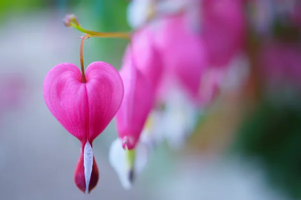 Krvácející srdce květina v japonské zahradě — Stock fotografie