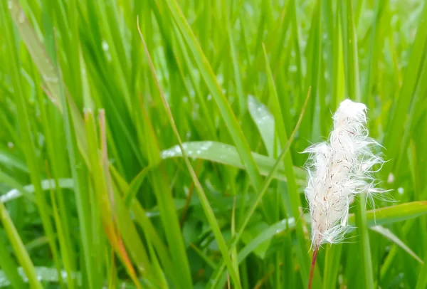 Fond de feuilles vertes avec fleur d'herbe blanche — Photo