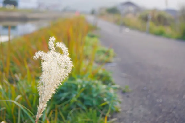 Champ d'herbe pendant le coucher du soleil en hiver japon — Photo