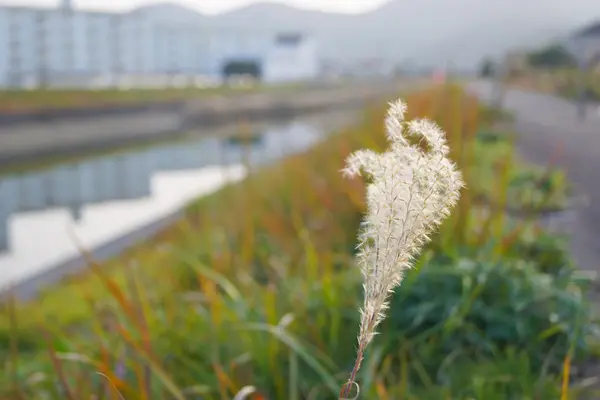 Feld von Gras bei Sonnenuntergang im Winter Japan — Stockfoto