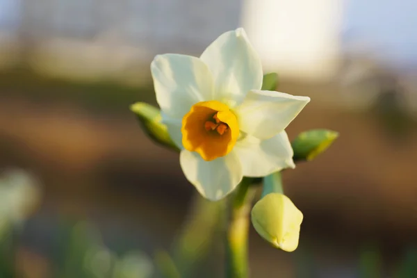 Květiny Narcis v zimě Japonsko — Stock fotografie