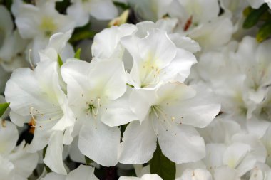 Beyaz Rhododendron çiçekleri