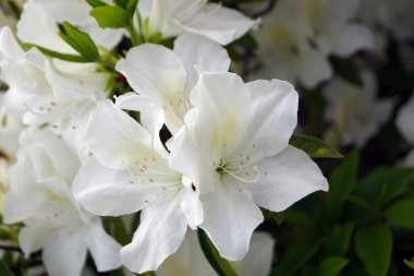 Beyaz Rhododendron çiçekleri