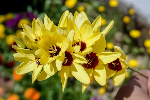 Schöne ixia-blume im garten japan — Stockfoto