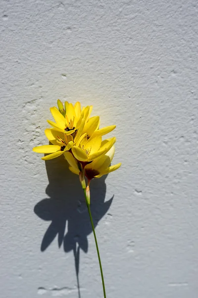 Bela flor ixia no jardim japão — Fotografia de Stock