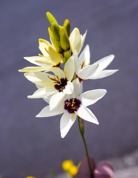 Bello ixia fiore in giardino giappone Immagini Stock Royalty Free