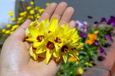 güzel Ixia Çiçek Bahçe Japonya'da