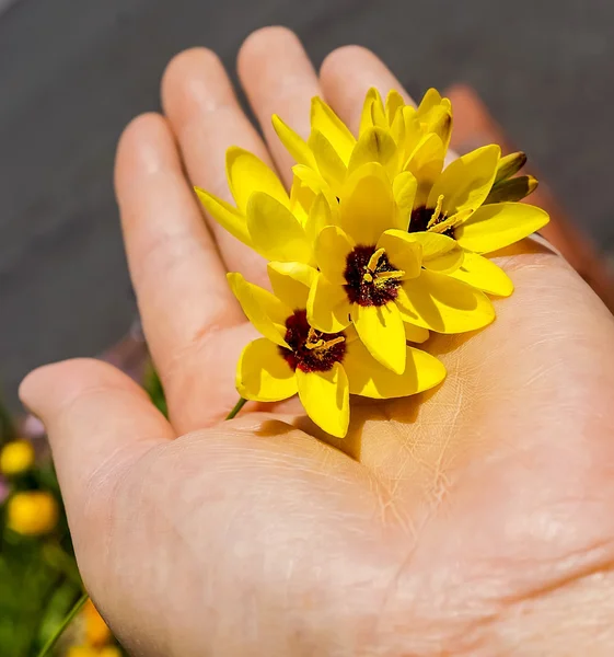 Красиві Іксія квітка в саду Японії — стокове фото