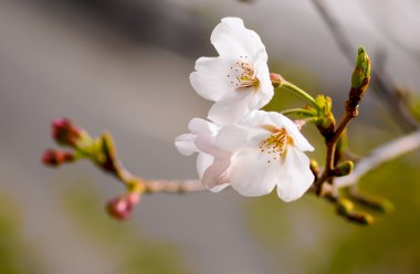 güzel kiraz çiçeği, Bahar Japonya'daki sakura