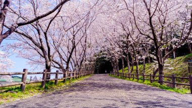 güzel kiraz çiçeği, Bahar Japonya'daki sakura