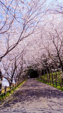 güzel kiraz çiçeği, Bahar Japonya'daki sakura