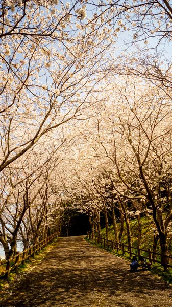 Bellissimo fiore di ciliegio, sakura in Giappone primavera — Foto Stock
