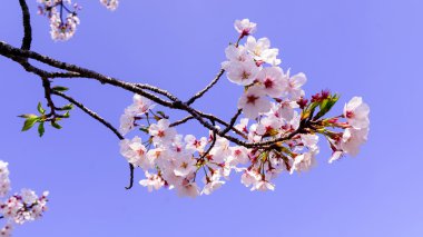 Japon sakura çiçeği bahar zaman bulanık arka plan üzerinde