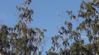 Kuzgunlar bir huş ağacı dalları üzerinde oturan