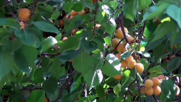 Apricot on tree — Stock Video