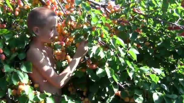 Boy collects apricots — Stock Video