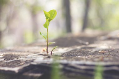 bitki eski ahşap büyür ve mücadele sembolize