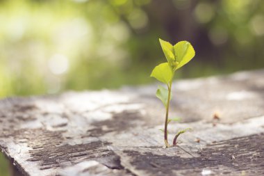 bitki eski ahşap büyür ve mücadele sembolize