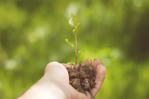 Man holding young plant in hands — Stock Photo, Image