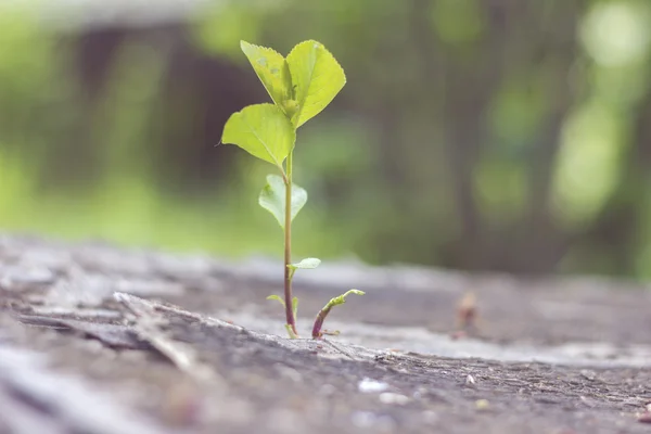 Pflanze wächst in altem Holz und symbolisiert Kampf — Stockfoto
