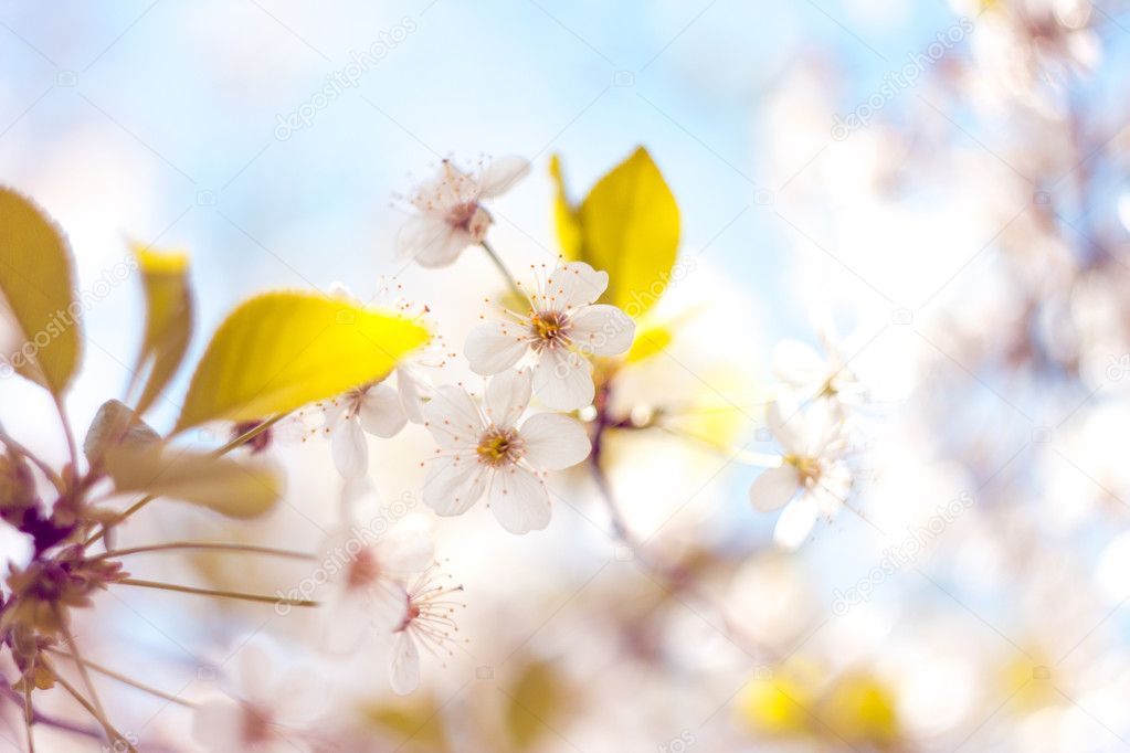 Cherry blossomover blurred nature background
