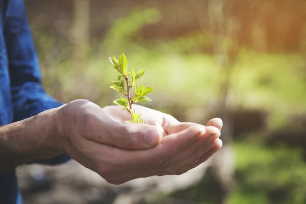 Man hand plant — Stockfoto