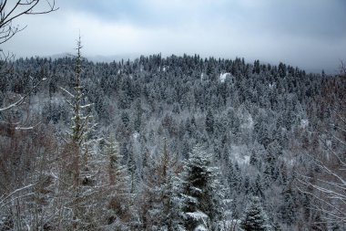 Gökyüzünün altında güzel bir orman