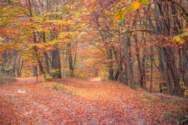 Sonbaharda güzel ve renkli bir orman