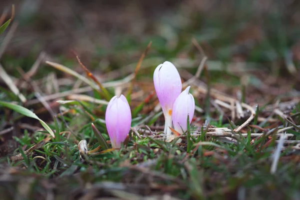 Grupp Krokusar Bergen — Stockfoto