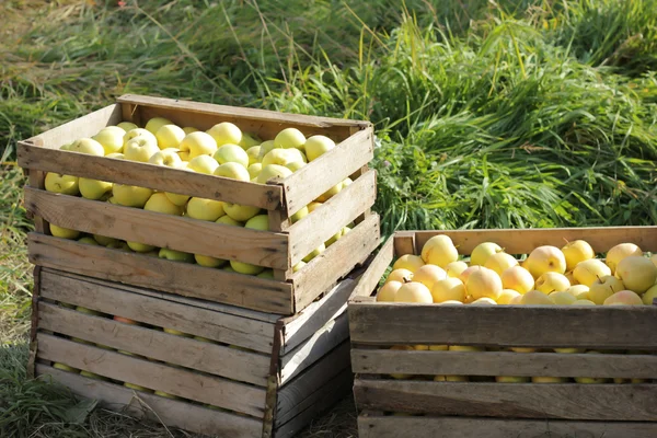 Manzana en la caja — Foto de Stock