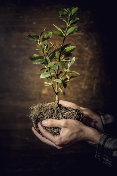 Árbol en las manos — Foto de Stock