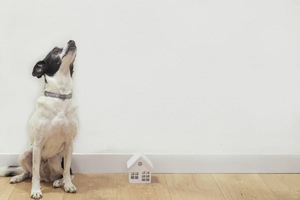 Photo Sweet Dog Small White Wooden House Adoption Pet Concept — Stock Photo, Image