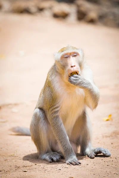 Monkey sitting on the ground and eats — Stock Photo, Image