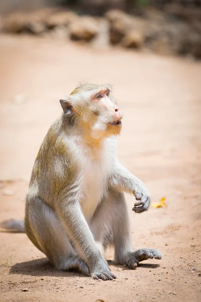 Macaco sentado no chão e come — Fotografia de Stock