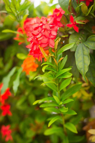 Green bush with red flowers — Stock Photo, Image