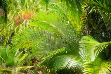 Bahçede palmiye yaprağı