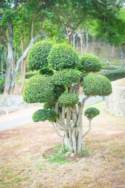 Bonsai bush. Bir parkta yeşil ağaç.