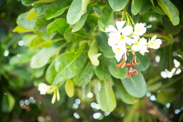 Green bush with white flowers — Stock Photo, Image